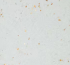 ST5050